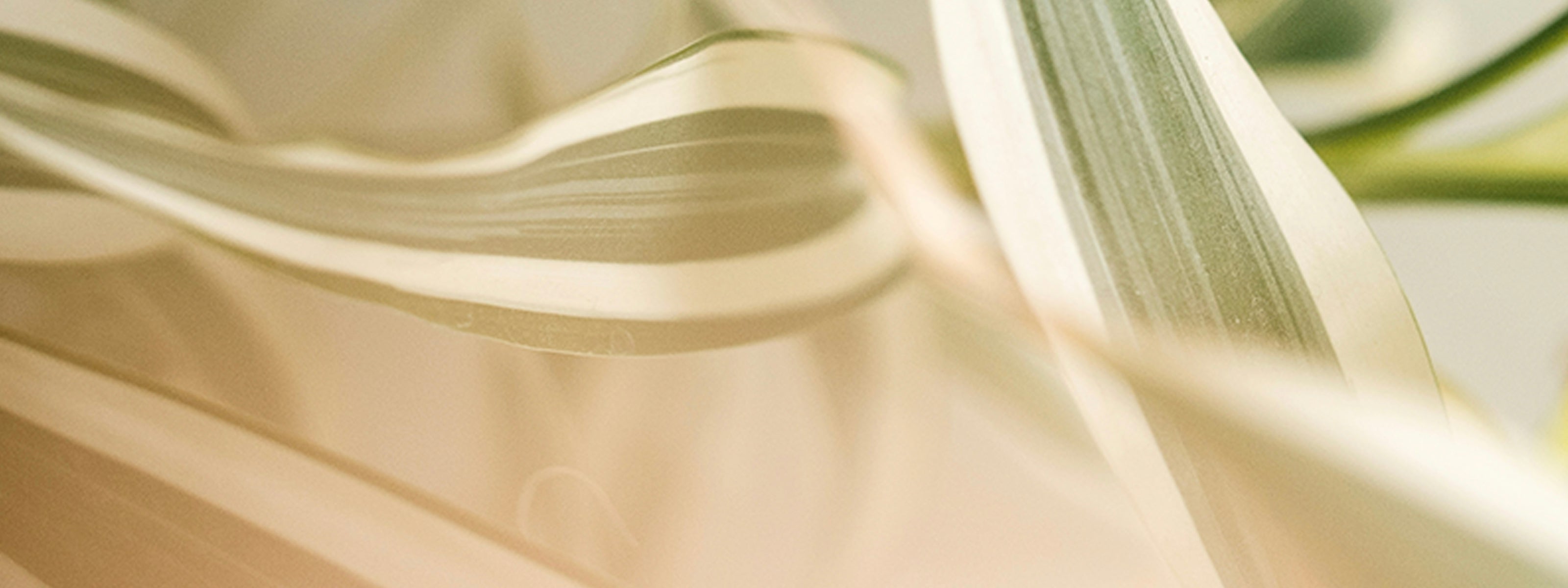 No Waste, No Tox, Spring Cleaning