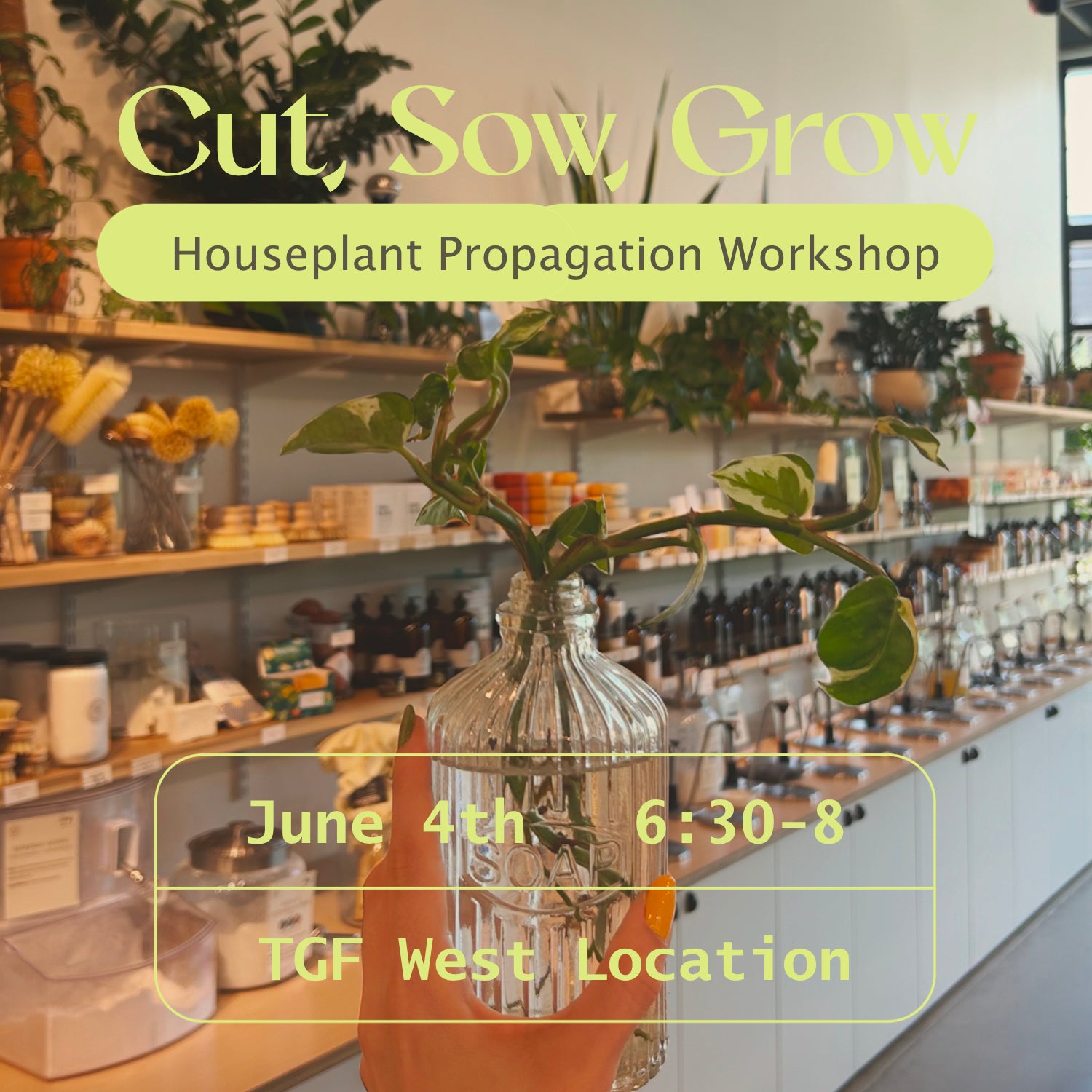 Cut, Sow, Grow - Houseplant Propagation